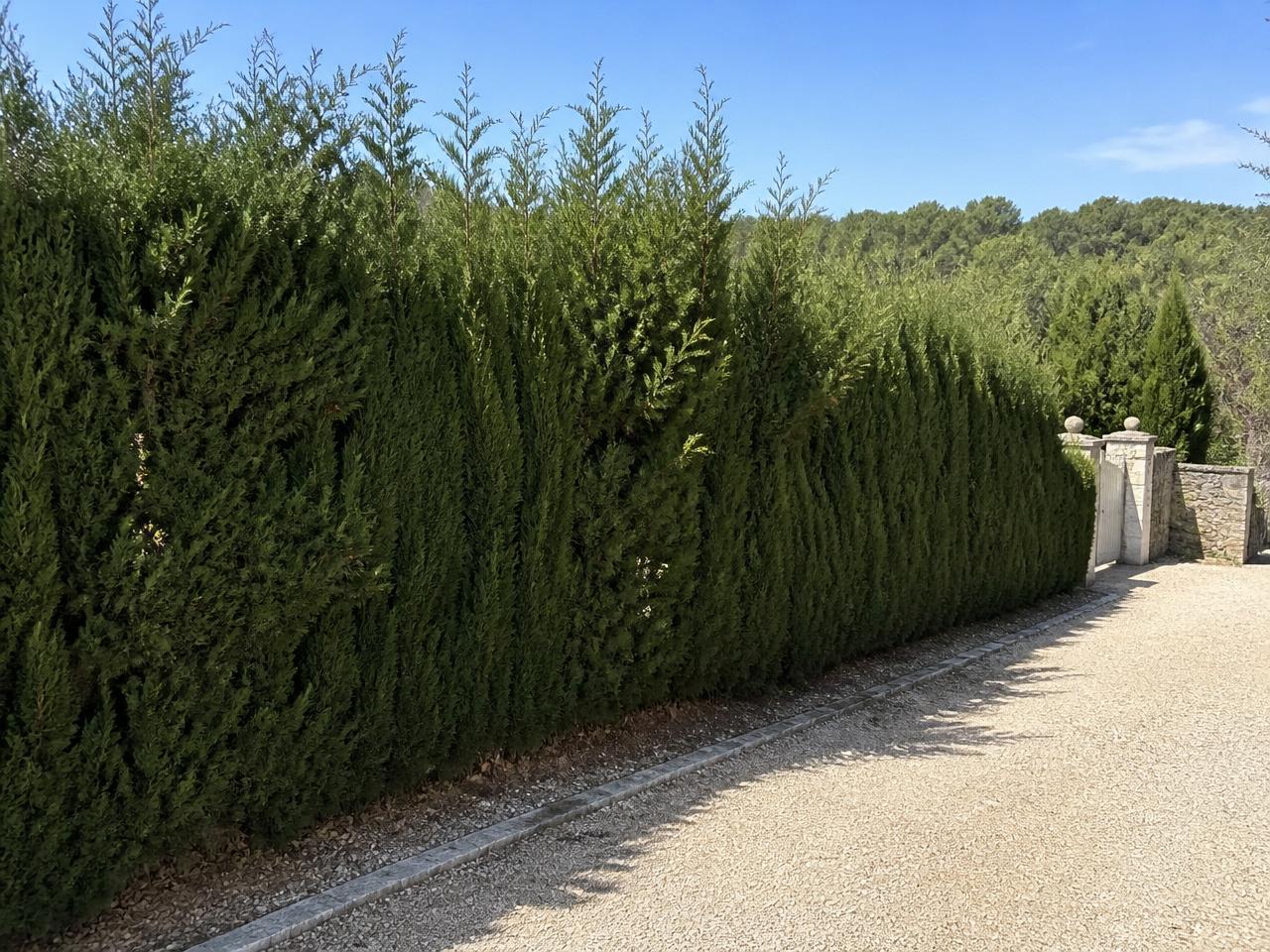 Haie de cyprès non taillée avant intervention de PROVERT dans le Var